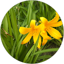 かよ profile picture